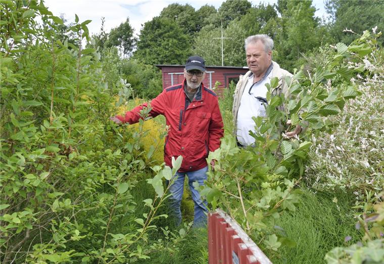 Volker Pfeuffer (li.) und Gerd Mindermann vom Vorstand des Kleingartenverein s Ackmann-Reuterhamm kämpfen sich durchs mannshohe Gestrüpp - bis vor fünf, sechs Jahren waren dies noch blühende, schöne Gärten. 