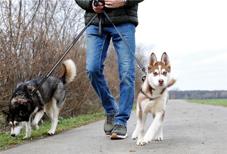 Vom 1. April bis 15. Juli gilt in Niedersachsen für alle Hunde außerhalb geschlossener Ortschaften eine Leinenpflicht. 