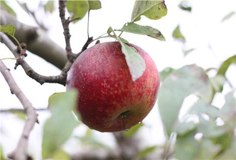 Vom Baum in die Flasche: Gärtnerhof Badenstedt mostet seine Äpfel selbst.