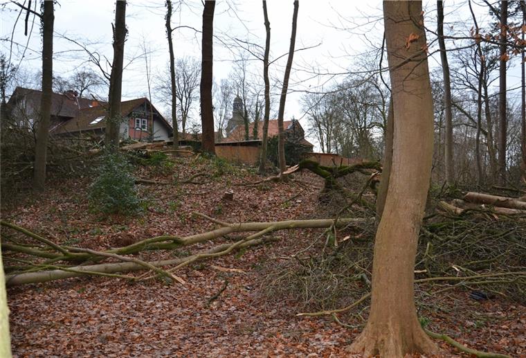 Gefällt Bäume liegen auf dem Waldboden
