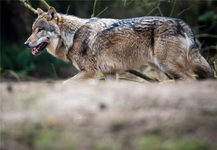 Wolfsrüde aus dem Cuxland ist seit 2016 verschwunden Von dem Wolfsrüden (Symbolfoto) aus dem Cuxland fehlt seit 2016 jede Spur.