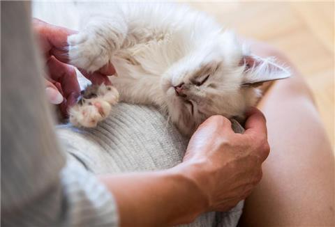 Eine Frau streichelt eine Katze, die auf ihrem Schoß liegt.
