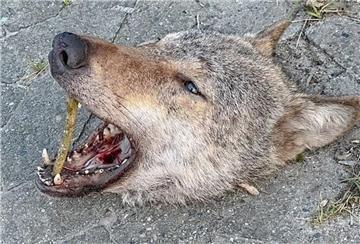 Ein abgetrennter Wolfskopf