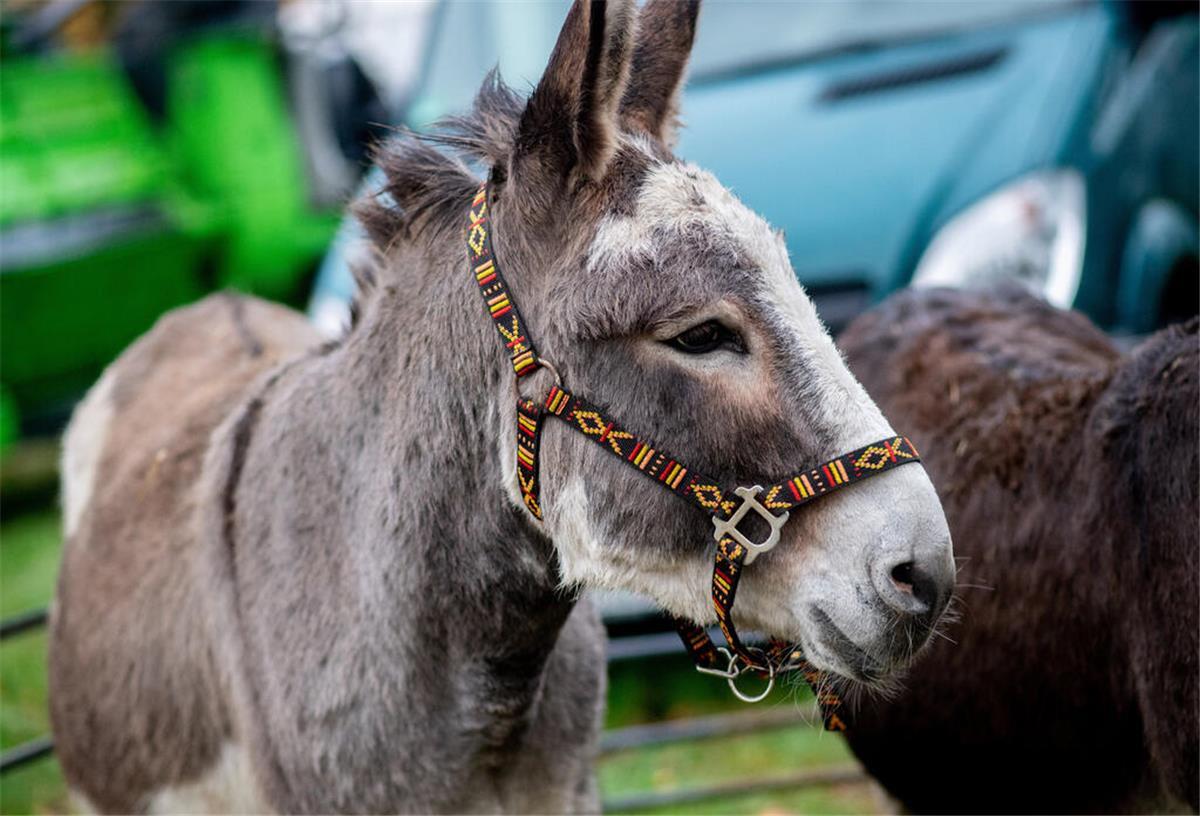 13.11.2024, Niedersachsen, Zetel: Ein Esel steht auf dem Vieh- und Pferdemarkt zum Zeteler Markt auf einer Wiese. Der Zeteler Markt ist eines der größten Volksfeste in Friesland. Seit etwa 300 Jahren beginnt er an jedem zweiten Novemberwochenende. Mit der Zeit hat sich der Markt zu einem Volksfest mit Ständen und Fahrgeschäften entwickelt - der traditionelle Viehmarkt blieb erhalten. Foto: Hauke-Christian Dittrich/dpa +++ dpa-Bildfunk +++