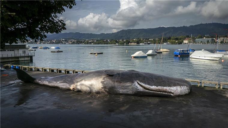 Von Weitem sieht der Pottwal ziemlich echt aus. 