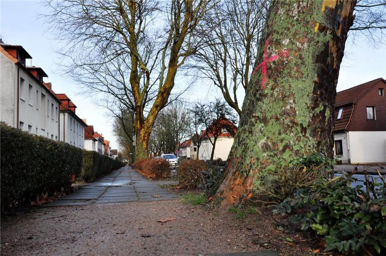 Von Wurzeln hochgedrückte Gehwegplatten in der Hansingstraße in Nordenham sind beseitigt worden.