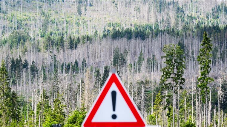Wenig Sorge vor Extremschäden durch Borkenkäfer Vor allem der Harz hatte in den vergangenen Jahren mit Extremschäden zu kämpfen. (Archivbild)