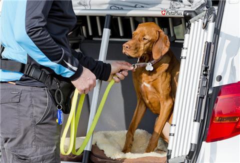 Ein Hund wird in einer Transportbox in einem Auto angeleint.