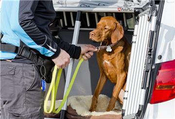 Ein Hund wird in einer Transportbox in einem Auto angeleint.