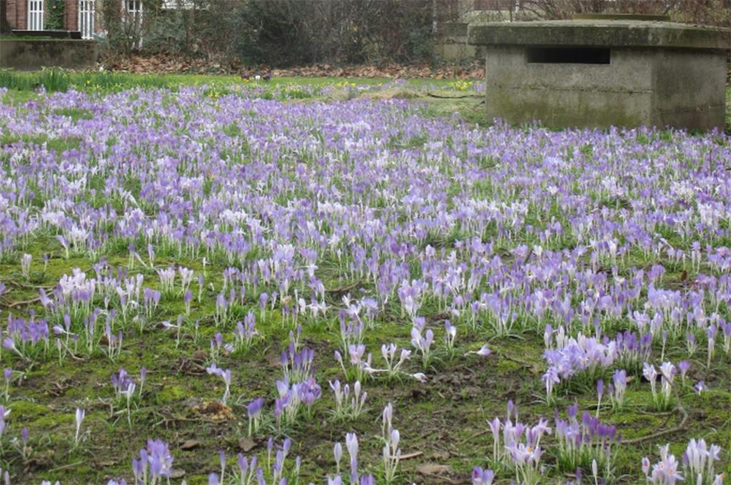 Vor dem Leher Bahnhof sprießt gerade ein Krokus-Meer aus dem Boden.