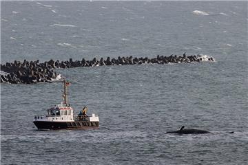 Vor Helgoland sind zwei tote Pottwale gestrandet.
