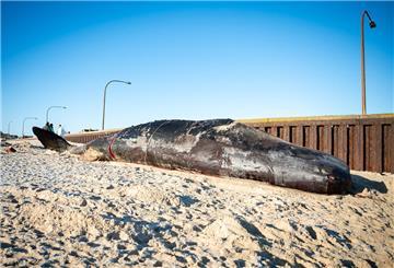 Der Pottwal-Kadaver liegt am Strand. Vor rund zwei Monaten bargen Experten den tonnenschweren Kadaver eines Pottwals auf Sylt und zerlegten ihn in Stücke. Teile des toten Tieres könnten jetzt spannende Erkenntnisse liefern.