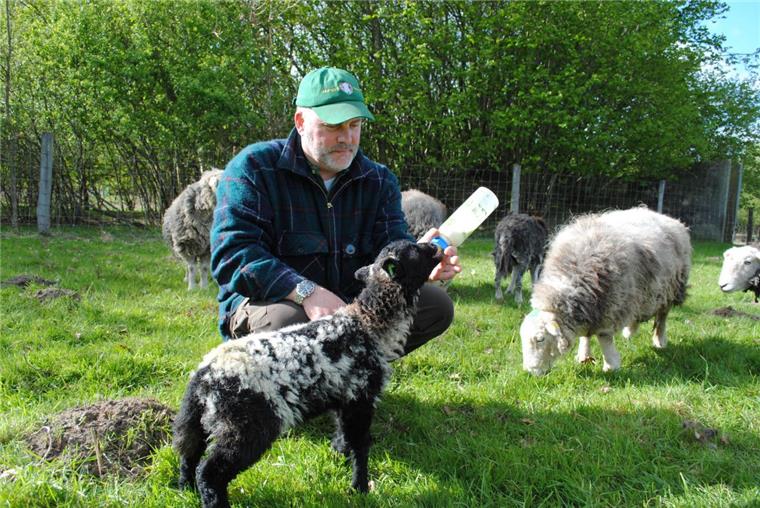 Vor zehn Jahren hat Ralf Reinhardt die Rasse der Herdwick-Schafe nach Deutschland gebracht. Das teddyähnliche Aussehen hat ihn von Anfang begeistert. "Milky" wird zwei Mal am Tag mit der Flasche gefüttert, da seine Mutter ihn nicht versorgen kann. 