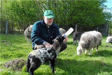 Vor zehn Jahren hat Ralf Reinhardt die Rasse der Herdwick-Schafe nach Deutschland gebracht. Das teddyähnliche Aussehen hat ihn von Anfang begeistert. "Milky" wird zwei Mal am Tag mit der Flasche gefüttert, da seine Mutter ihn nicht versorgen kann. 