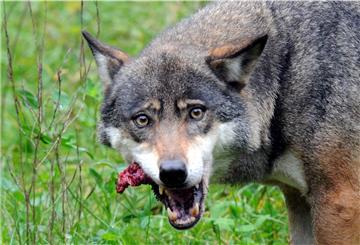 Vorerst darf kein Wolf – hier ein Symbolbild – aus den Rudeln Schiffdorf und Garlstedt geschossen werden. Das kommt nicht überall gut an.