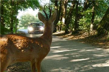 Vorsicht vor Wild auf der Straße: Der ADAC rät bei Sichtkontakt abzubremsen und Fernlicht auszuschalten. Scheinwerferlicht irritiert die Tiere.
