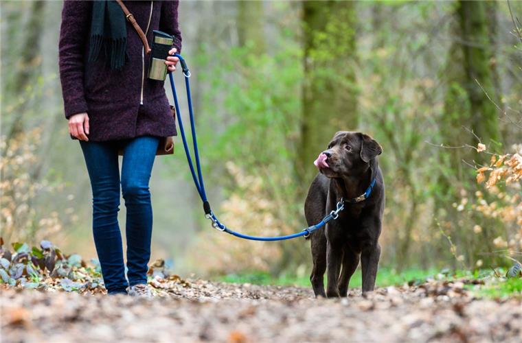 Während der aktuell geltenden sogenannten Brut- und Setzzeit dürfen die Vierbeiner etwa im Wald und auf Feldwegen nicht frei herumlaufen.