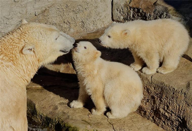 Während der Inventur im Januar noch glücklich vereint: das Eisbär-Trio.