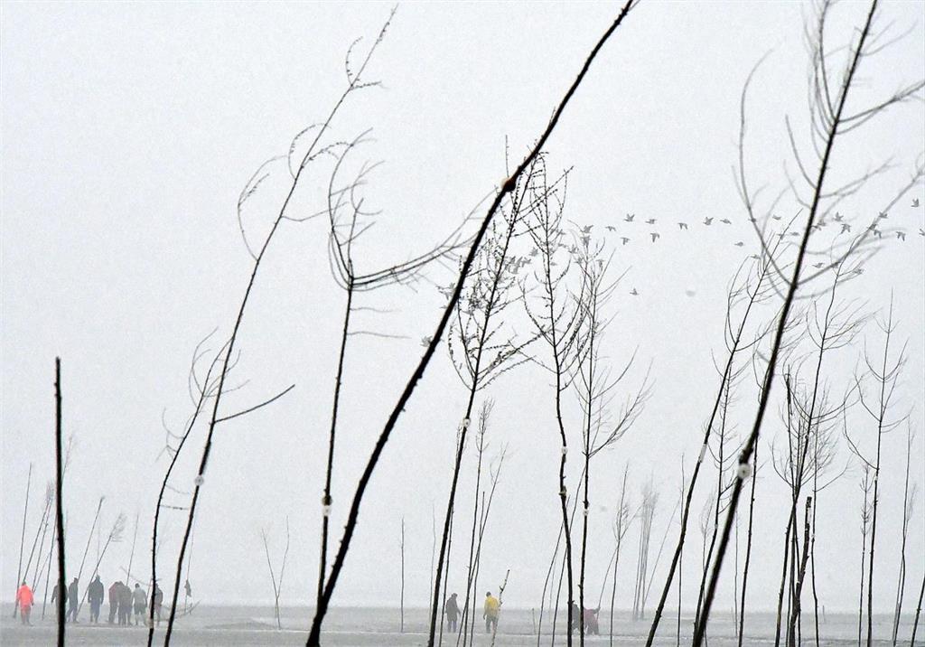 Während die Gänse in die Watten zum Fressen fliegen, waren die Fischer am frühen...