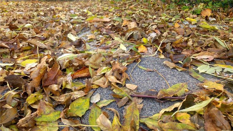 Neue Container in Zeven: Hier könnt ihr kostenlos euer Laub entsorgen Wahre Laubberge im Herbst sind für ältere Mitbürger oft ein Problem. Die Stadt Zeven will jetzt Abhilfe schaffen.