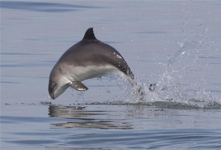 Wale an der Nordsee beobachten! Diese Stadt wird plötzlich zum Hotspot Ein Schweinswal springt aus dem Wasser. Direkt vom Strand aus Wale sehen? In Wilhelmshaven ist das jetzt wieder möglich.