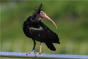  Ein Waldrapp steht auf einer Stange vor der Brutwand