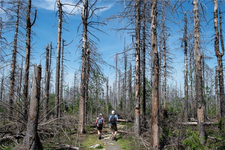 Wanderer gehen durch einen nach einem Borkenkäferbefall abgestorbenen Fichtenwald auf dem Berg Achtermann im Harz. Wegen des Klimawandels befürchtet eine Göttinger Forscherin im Harz eine größere Gefahr für katastrophale Waldbrände. 