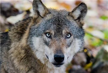 War es der Wolf? In der Gemeinde Langen wurde eine tote Milchkuh gefunden.