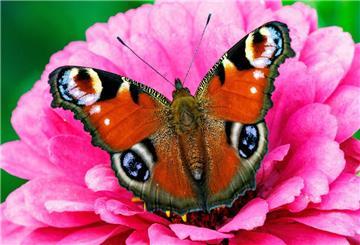 Warum Schmetterlinge trotz gutem Sommer weiter ums Überleben kämpfen