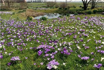 Was bald darauf zu einer wilden Wiese wird, präsentiert sich im Frühjahr als ein Meer aus Krokussen.