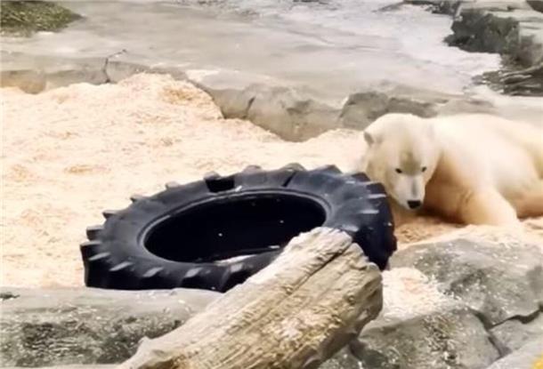 Was ein tolles Spielzeug! Eisbärin Anna hat mit dem Treckerreifen sichtlich Spaß.