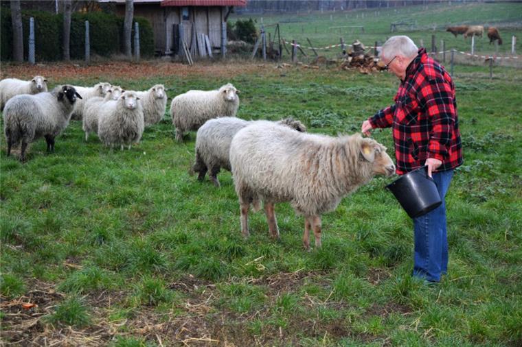 Meckelstedter hat ein Herz für gefährdete Tiere Was mag sich da wohl im Eimer verbergen? Das alpine Steinschaf Doris zeigt sich zutraulich, als Wolfgang Schüßler die Weide betritt.