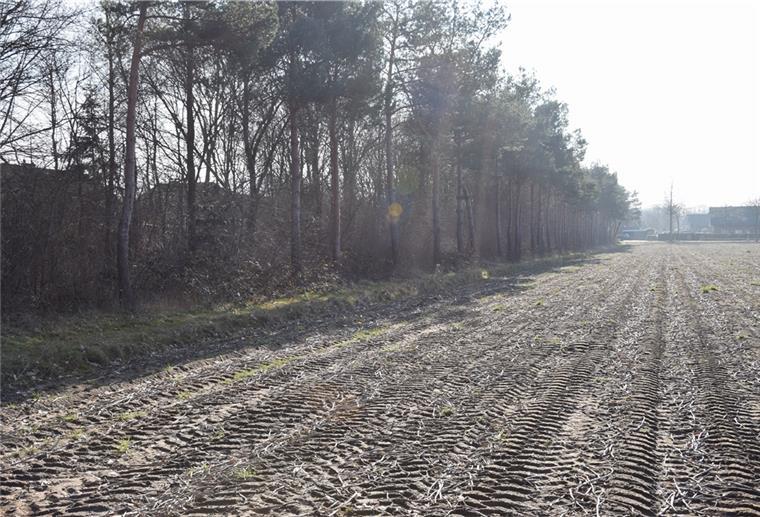 Was manchem Betrachter wie ein Wald erscheint, ist im Grunde nur ein Windschutzstreifen, der lange Jahre nicht gepflegt, also nicht zurückgeschnitten wurde. Von 25 Meter Breite wird der Streifen nun auf fünf Meter verkleinert, um Platz für dringend benötigtes Bauland zu schaffen.