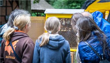 Was tut sich in einem Bienenvolk. Die Besucher konnten die Tiere am Tag der deutschen Imkerei beobachten.