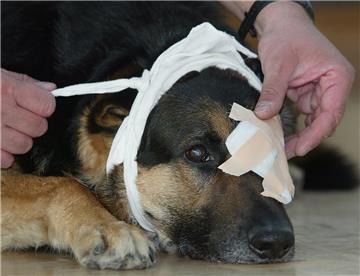 Was zu tun ist, wenn Rex sich verletzt, lernen Hundebesitzer bei der VHS im Landkreis Cuxhaven.