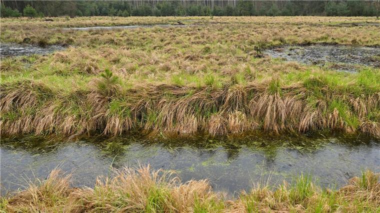 Wasser steht in einem Moor.