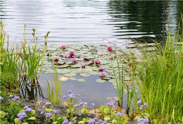 Teich, Wasserpflanzen, Seerosen, Gräser