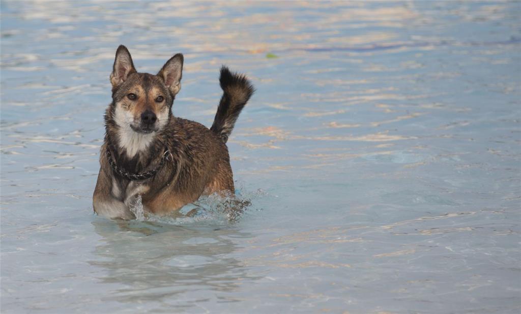 Wasserscheu? Von wegen. Mischlingsrüde Django verschnauft nur für einen Moment.