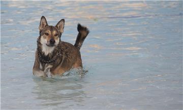 Wasserscheu? Von wegen. Mischlingsrüde Django verschnauft nur für einen Moment.