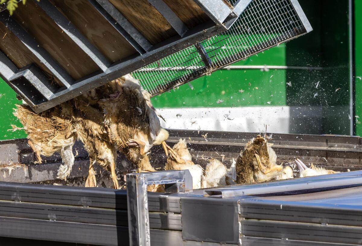 Vogelgrippe breitet sich aus: So heftig ist das Ausmaß wirklich Enten, die in einer von Geflügelpest befallenen Anlage getötet wurden, werden in einen Transportbehälter gekippt.