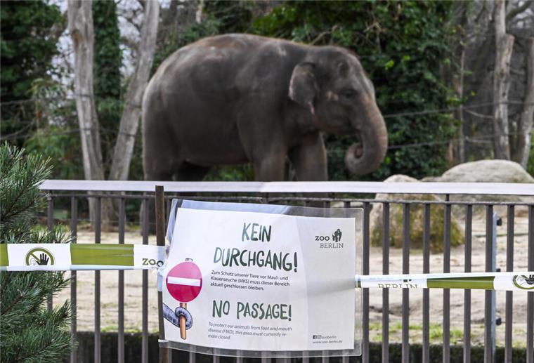 Wegen der Maul- und Klauenseuche wurde der Zoo Berlin kurzzeitig vorsorglich geschlossen.
