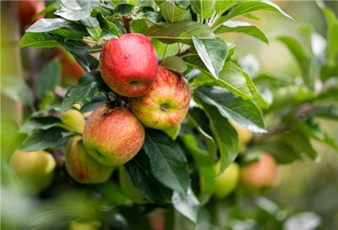 Äpfel hängen auf einem Obsthof im Alten Land am Baum. 