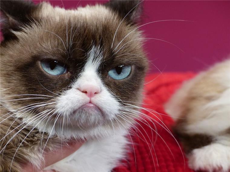 Wegen ihres mürrischen Gesichtsausdrucks wurde Grumpy Cat zum Internetstar. Nun ist die Katze gestorben.