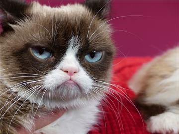 Wegen ihres mürrischen Gesichtsausdrucks wurde Grumpy Cat zum Internetstar. Nun ist die Katze gestorben.