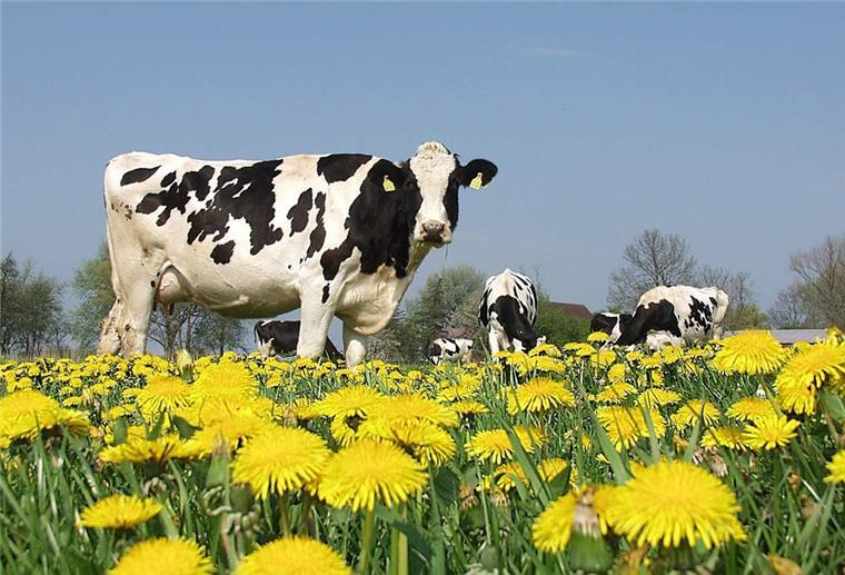 Weidehaltung bietet Chancen, muss aber auch wirtschaftlich sein. Milchviehhalter und Experten tauschen sich bei einer Konferenz nun aus. Die Weide soll, so ihr Ziel, verstärkt in den Fokus rücken.