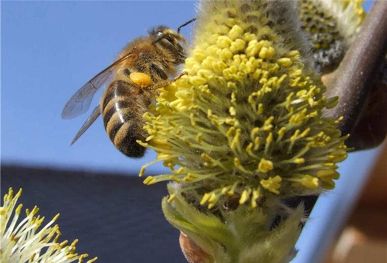 Trotz Corona: Imkerverein wächst konstant weiter Weidenbäume sind für Wild- und Honigbienen eine der ersten wichtigen Nahrungsquellen im Frühjahr.