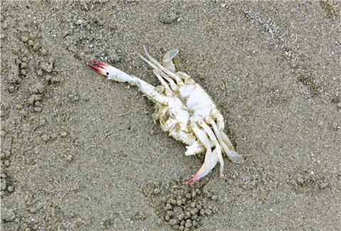 Weil die Fischerei für den Privatgebrauch an der niedersächsischen Küste nicht beschränkt ist, darf jeder Strandkrabben fangen und sammeln.