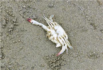 Weil die Fischerei für den Privatgebrauch an der niedersächsischen Küste nicht beschränkt ist, darf jeder Strandkrabben fangen und sammeln.