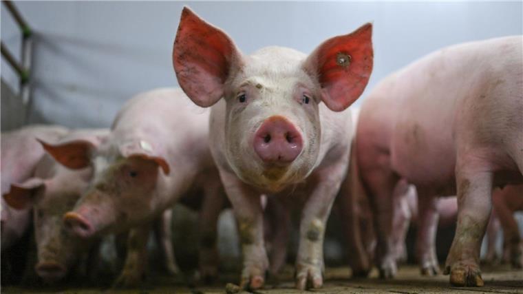 Weil laut dem Bundeslandwirtschaftsministerium von der Extra-Förderung zum Umbau von Schweineställen nicht die erhoffte Wirkung ausging, wurde das Programm gestoppt. (Archivbild)