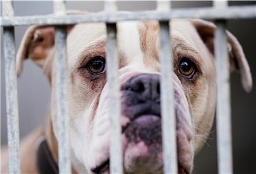 Eine «Old English Bulldog» steht im Tierheim Ludwigshafen hinter dem Gitter ihres Käfigs.